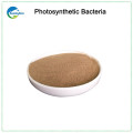 shrimp feed additives photosynthetic bacteria